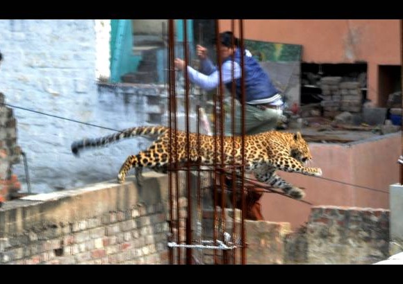 AFP - Un leopardo provoc&#243; el p&#225;nico en una ciudad del norte de India.