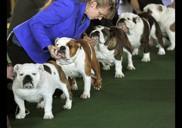 AFP - Los Bulldogs se preparan para el juzgamiento en la competencia de belleza Westminter anual Kennel Club Dog Show.