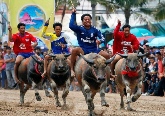 Reuters - Media decena de b&#250;falos con hasta 700 kilos de peso salen en estampida comandados por escu&#225;lidos jinetes que buscan la gloria de ser los m&#225;s veloces en unas tradicionales carreras tailandesas de m&#225;s de un siglo de antig&#252;edad.