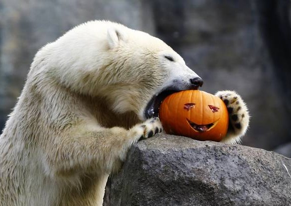 Reuters - El Halloween tambi&#233;n lo celebra este oso polar en el zool&#243;gico Tiergarten Sch&#246;nbrunn en Viena.
