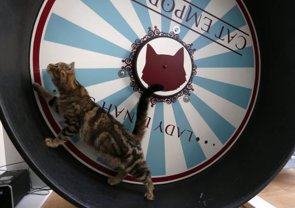 Reuters - Un caf&#233; en Londres tiene gatos para que los clientes se relajen mientras se toman un expreso o un late. Se llama Lady Dinah&#39;s Cat Emporium.