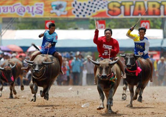 Reuters - Las carreras, el evento mayor de esta fiesta que sirve para honrar a los b&#250;falos por su sacrificado trabajo en los arrozales de la meseta tailandesa, se celebran el d&#237;a previo a la luna llena de octubre y no est&#225;n exentas de peligros.