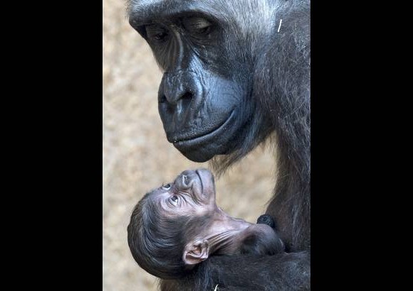 AP - Una madre gorila abraza a su hijo reci&#233;n nacido en elzool&#243;gico de Leipzig, Alemania.