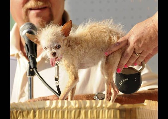 AP - En la imagen Yoda, Chihuahua, durante plena competencia.