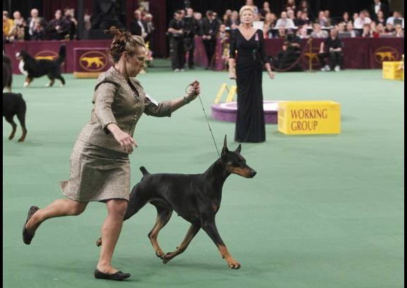 AP - Los perros hicieron un recorrido para que los jurados vieran sus condiciones f&#237;sicas. Este era el concurso de belleza del Kennel Club Dog Show.