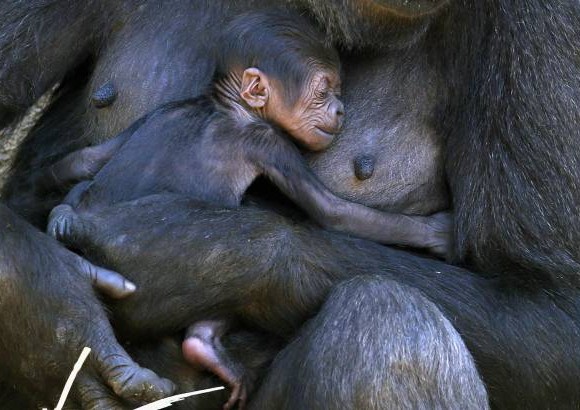 Reuters - Un gorila sostiene a su beb&#233; en su recinto en el zool&#243;gico de Taronga de Sydney.