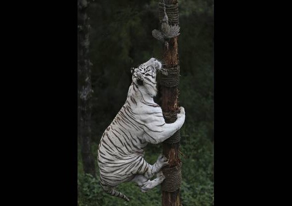 Reuters - Una hembra de tigre de bengala de 6 a&#241;os trata de subir a un &#225;rbol para cazar. Imagen del Parque Yunnan en Singapur.