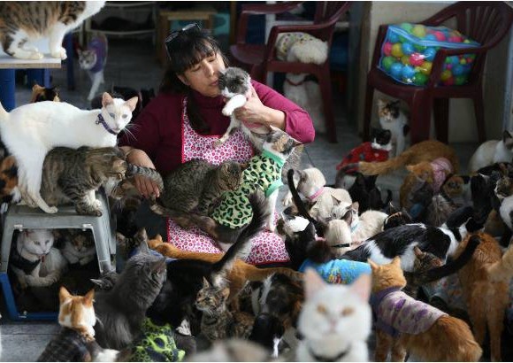 AP - La casa de la enfermera Mar&#237;a Torero es el hospicio de 175 gatos con leucemia felina que desde hace cinco a&#241;os vagaban por v&#237;as y mercados de la capital de Per&#250;, donde el Estado no tiene dinero para tratarlos.