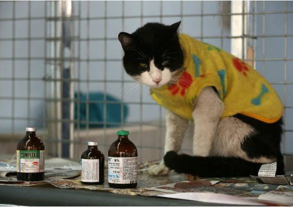 AP - A los gatos les diagnosticaron la enfermedad en los &#250;ltimos cinco a&#241;os tras extraerles muestras de sangre para pruebas espec&#237;ficas por parte de una decena de veterinarios que le cobran el equivalente a 25 d&#243;lares por examen, afirma Torero. &quot;Los gatos diagnosticados con leucemia pueden vivir un promedio de tres a&#241;os&quot;, indica.