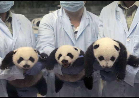 Reuters - Crecen en buena forma los pandas que nacieron en China hace algunas semanas.
