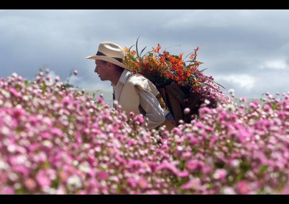 Foto: archivo El Colombiano - Las flores son la ra&#237;z de las tradiciones, especialmente en el corregimiento de Santa Elena.
