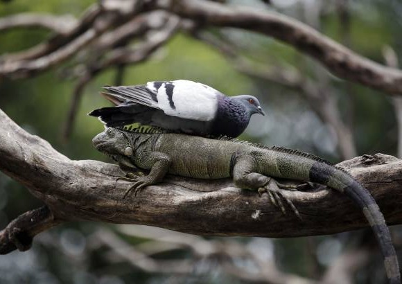 AP - Esta imagen de una paloma de que descansa sobre una iguana dentro del parque Seminario de Guayaquil, Ecuador.