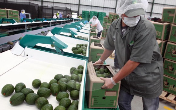 El proceso de comercialización incluye la selección de frutas de igual tamaño, que sean de una misma procedencia y estén certificadas. FOTO JULIO HERRERA