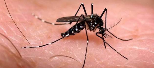 El Chikungunya se propaga en América Latina | FOTO ARCHIVO