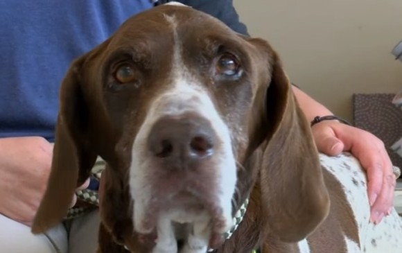 El perro tiene un tumor en el pecho y debe ser operado, luego se irá a su casa, después de 10 años de ausencia. FOTO Youtube.com/AP