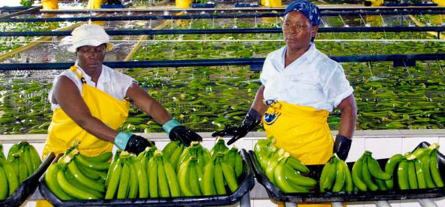 Cierre de fincas por crisis bananera en Urabá | FOTO DONALDO ZULUAGA