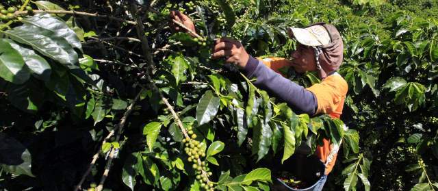 Gobierno decidirá qué hacer con estudio del café | De octubre de 2012 a diciembre de 2013 se entregaron apoyos por $1,17 billones a los cafeteros. FOTO MANUEL SALDARRIAGA