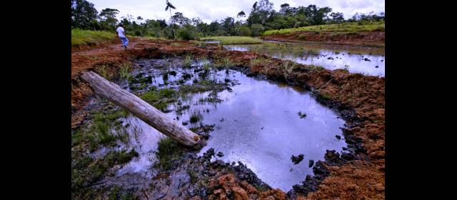 Farc causaron gran daño ambiental en Putumayo | El derrame de crudo contaminó ríos y pastos. Según especialistas, requerirá años recuperar las tierras. FOTO JUAN ANTONIO SÁNCHEZ