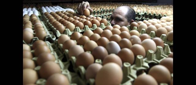 6 millones de huevos por semana a México | Las exportaciones no afectan el consumo interno. FOTO ARCHIVO