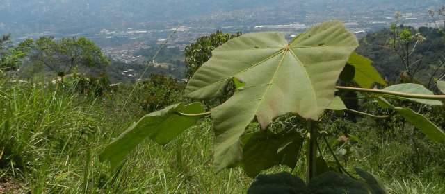 79 mil plántulas mejorarán la calidad del aire del Valle de Aburrá | El convenio contempló el mantenimiento a 100 hectáreas de plantaciones protectoras. FOTO CORTESÍA