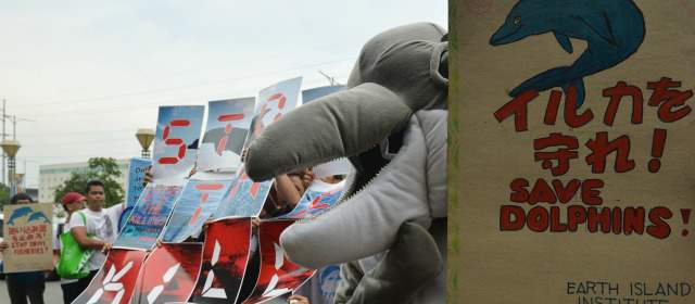 80 ciudades protestan por caza de delfines en Japón | Un activista filipino disfrazado de delfín protestó ayer con pancartas alusivas a la controversial caza en Japón. FOTO AFP