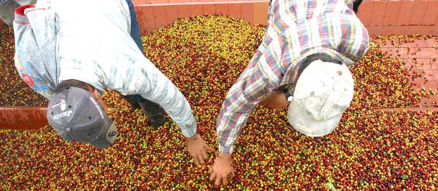 Cafeteros temen que recuperación del precio del café tumbe los subsidios |