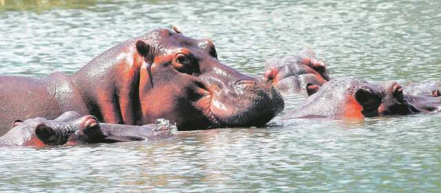 Procuraduría alerta sobre peligros por fuga de hipopótamos de Nápoles |