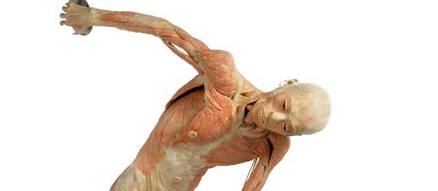 Descubra el mundo fascinante que subyace bajo la piel | El 40% del cuerpo humano lo conforman los músculos. FOTO CORTESÍA