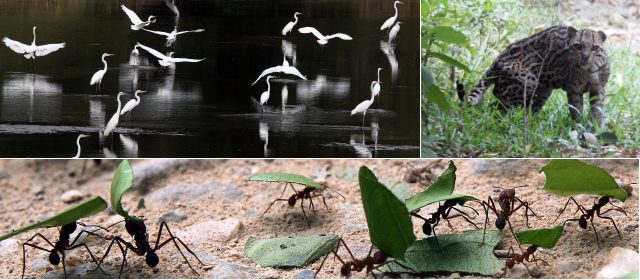 La vida que pasa por acá | Un amenazado tigrillo en la región del Magdalena Medio, garzas y hormigas trozadoras. FOTOS JULIO CÉSAR HERRERA