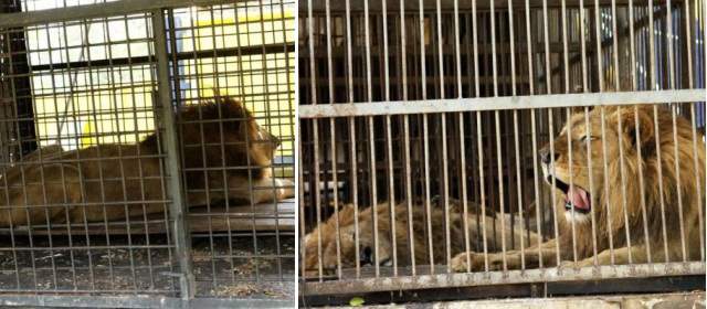 Nueve leones rescatados en Santander llegarán a La Hacienda Nápoles | Foto: Colprensa - Vanguardia