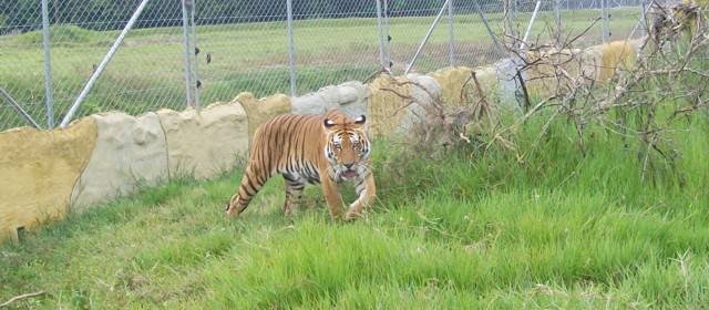 Dos tigres ya se mueven libres en el Parque Nápoles | Un momento en que uno de los dos tigres bengala recorrió su nuevo hábitat. Foto cortesía.