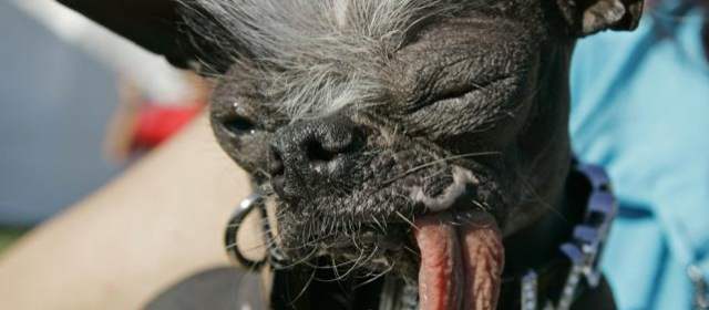 Murió el perro más feo del mundo | Foto AP