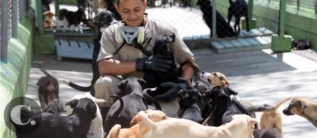 Crean prueba para brucelosis canina | En los criaderos deben tener cuidado en el manejo de los perros. FOTO MANUEL SALDARRIAGA