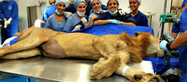 León operado | El león del Parque Temático Hacienda Nápoles tiene dos años. FOTO Cortesía