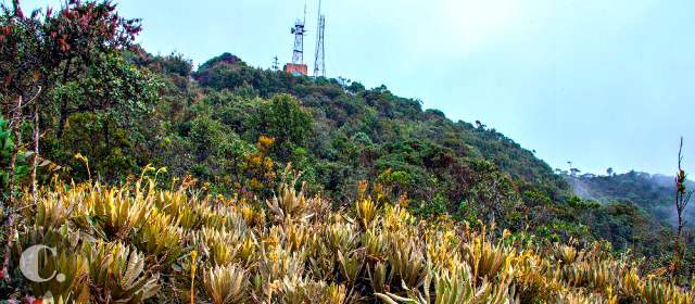 Baldías, el páramo cerca a Medellín | Uno de los dos remanentes de frailejones que permanecen en Las Baldías. Su área es reducida. FOTO HENRY AGUDELO