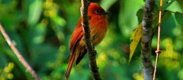Una de las aves de la Sierra Nevada de Santa Marta, en la Reserva El Dorado. Hay varias especies endémicas allí. FOTO HENRY AGUDELO