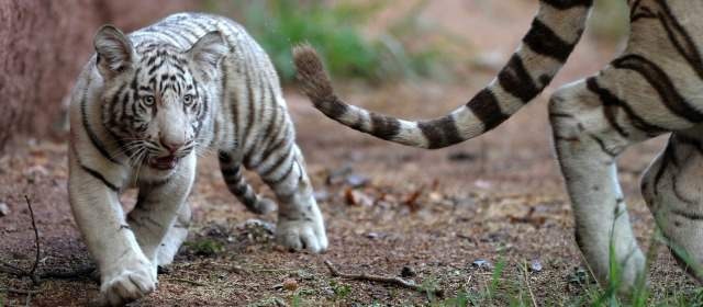 Sólo quedarían 3 mil 200 tigres en libertad en el mundo | FOTO ARCHIVO