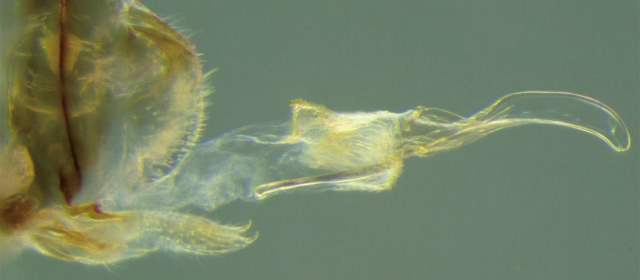 En estos insectos la hembra es el macho | Esta es la estructura tipo pene de la hembra. FOTO CORTESÍA CURRENT BIOLOGY-YOSHIZAWA.