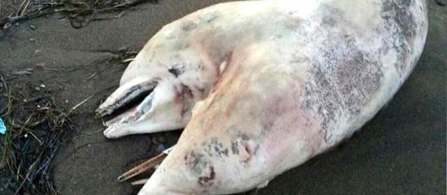 Museo turco no conoce el caso del delfín de dos cabezas | FOTO AP