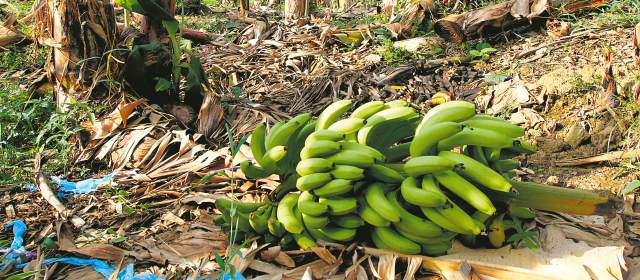 Obreros bananeros reciben apoyo por cuatro meses | A comienzos de 2015 se vería la recuperación de los cultivos de banano y plátano afectados por los vientos. FOTO DONALDO ZULUAGA