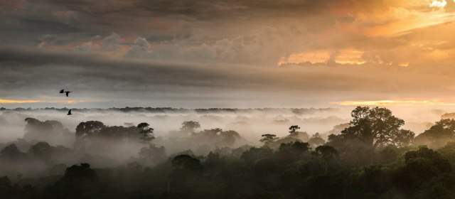 Colombia, rica en aves... ¿por qué? | Las guacamayas volando sobre la Amazonia muestran cómo se superan barreras geográficas. FOTO CORTESÍA MIKE HANKEY