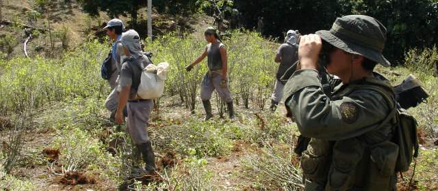 Van 107 policías muertos en erradicación de coca | La Fuerza Pública custodia las labores de los erradicadores manuales en los municipios del Bajo Cauca antioqueño. FOTO ARCHIVO