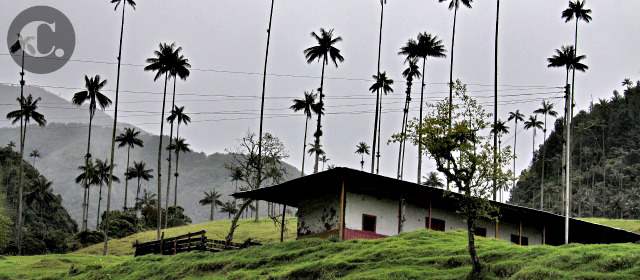 El país no sabe lo que tiene en sus palmas | Palma de cera en el valle del Cocora, Quindío, emblema nacional amenazado. FOTO HENRY AGUDELO