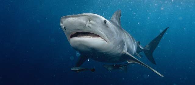 Denuncian matadero de tiburones en China | FOTO ARCHIVO