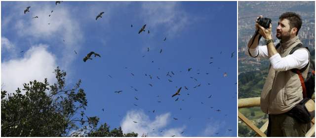 Cinco gomosos revelan magia de nuestra fauna | Juan Sánchez fotografió los halcones que sobrevolaron la reserva San Sebastián La Castellana esta semana. FOTOS DONALDO ZULUAGA