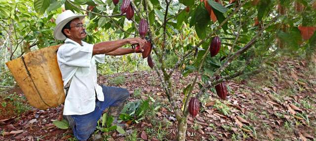El desarrollo del campo urge eliminar las trabas | El cacao es un producto que el país debe desarrollar, por su rentabilidad y un gran generador de empleo. FOTO ARCHIVO