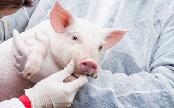 Los cerdos son usados en laboratorios por la similitud entre sus órganos y los humanos. Foto Cortesía portal Tekcrispy.