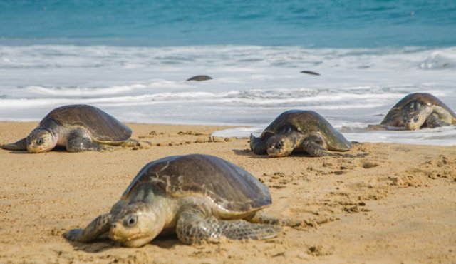 En México se declaró en 1990 una veda permanente a la captura de tortugas marinas. FOTO AFP
