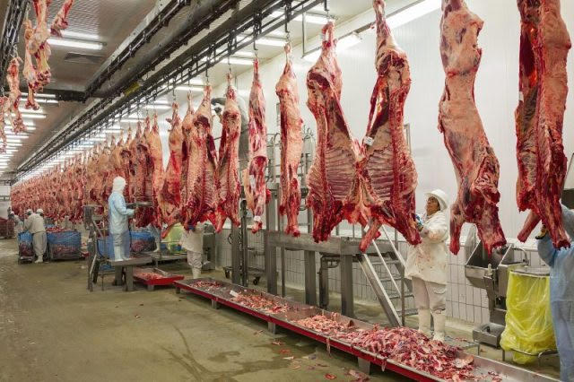 El Servicio Veterinario de Israel confirmó que la carne de bovino de Colombia cumple con los requisitos especiales para el bienestar de los animales en el momento del sacrificio, según lo exige el rito judío kosher. FOTO: Cortesía ICA