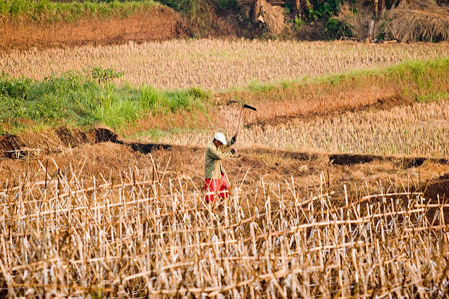 La seguridad alimentaria también está en riesgo por eventos climáticos. Foto Danumurthi Mahendra